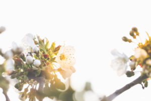 Baumblüte abstrakt, Blüten einer Sauerkirsche, Prunus cerasus Baumblüte abstrakt, Blüten einer Sauerkirsche, Prunus cerasus